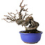 Pseudocydonia sinensis, 15,5 cm, ± 15 jaar oud