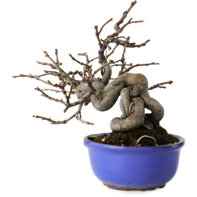 Pseudocydonia sinensis, 15,5 cm, ± 15 jaar oud