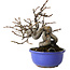 Pseudocydonia sinensis, 15,5 cm, ± 15 jaar oud