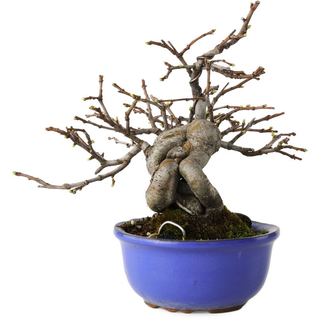 Pseudocydonia sinensis, 15,5 cm, ± 15 anni