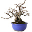Pseudocydonia sinensis, 15,5 cm, ± 15 jaar oud