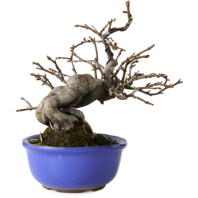 Pseudocydonia sinensis, 15,5 cm, ± 15 anni