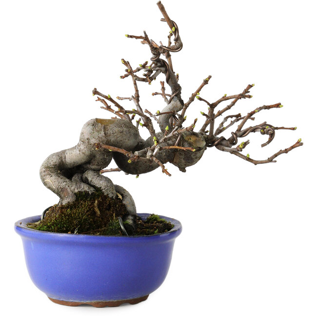 Pseudocydonia sinensis, 15,5 cm, ± 15 jaar oud