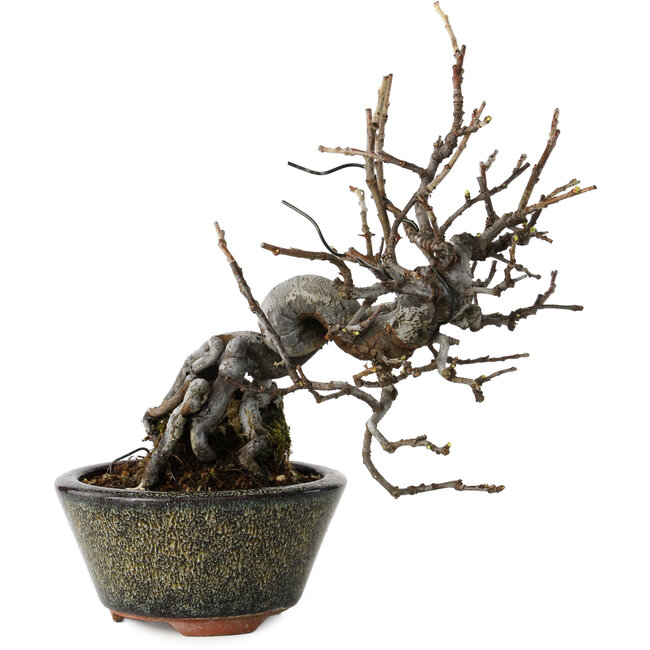 Pseudocydonia sinensis, 20 cm, ± 15 ans, dans un pot japonais fait main par Eime Yozan