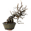 Pseudocydonia sinensis, 20 cm, ± 15 ans, dans un pot japonais fait main par Eime Yozan