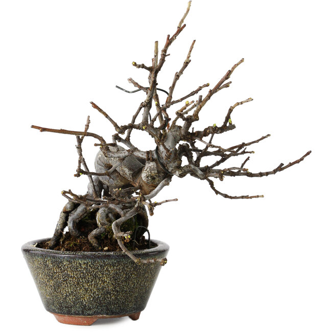 Pseudocydonia sinensis, 20 cm, ± 15 jaar oud, in een handgemaakte Japanse pot van Eime Yozan