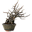 Pseudocydonia sinensis, 20 cm, ± 15 years old, in a handmade Japanese pot by Eime Yozan