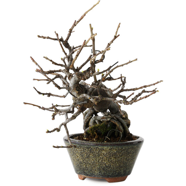 Pseudocydonia sinensis, 20 cm, ± 15 Jahre alt, in einem handgefertigten japanischen Topf von Eime Yozan