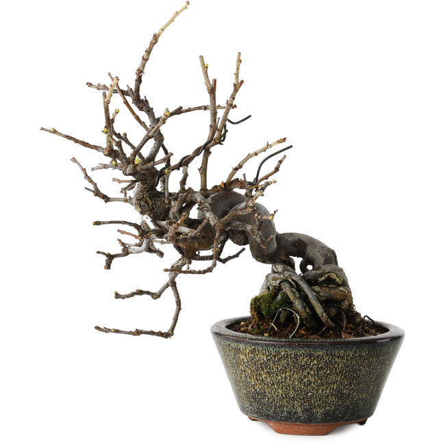 Pseudocydonia sinensis, 20 cm, ± 15 jaar oud, in een handgemaakte Japanse pot van Eime Yozan