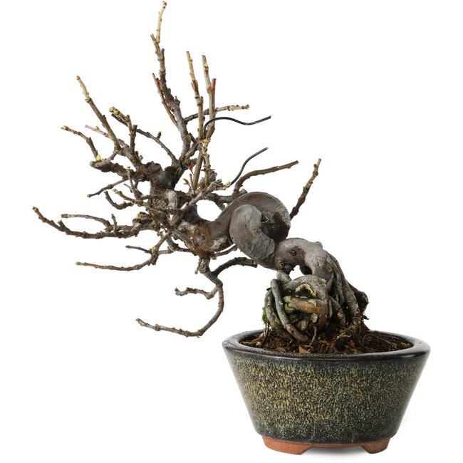 Pseudocydonia sinensis, 20 cm, ± 15 years old, in a handmade Japanese pot by Eime Yozan