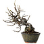 Pseudocydonia sinensis, 20 cm, ± 15 years old, in a handmade Japanese pot by Eime Yozan