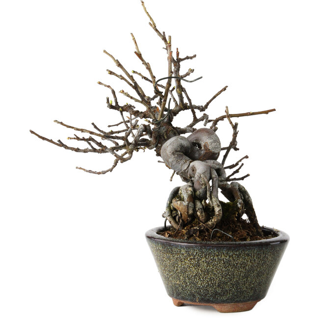 Pseudocydonia sinensis, 20 cm, ± 15 years old, in a handmade Japanese pot by Eime Yozan
