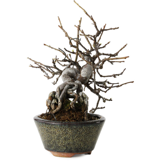 Pseudocydonia sinensis, 20 cm, ± 15 años, en una maceta japonesa hecha a mano por Eime Yozan