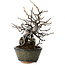 Pseudocydonia sinensis, 20 cm, ± 15 ans, dans un pot japonais fait main par Eime Yozan