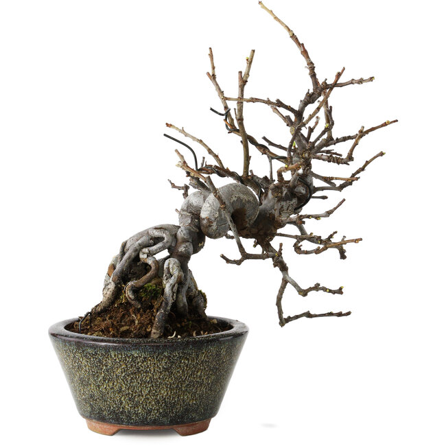 Pseudocydonia sinensis, 20 cm, ± 15 anni, in un vaso giapponese fatto a mano da Eime Yozan