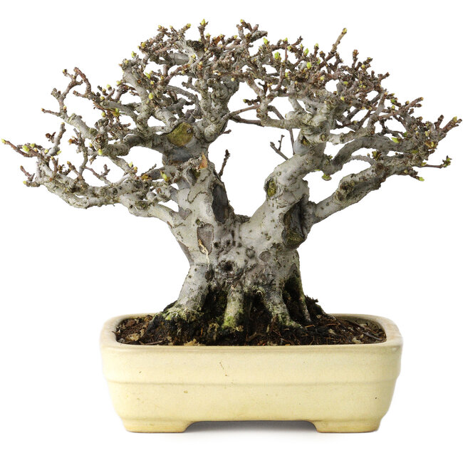 Pseudocydonia sinensis, 16 cm, ± 30 jaar oud, met een nebari van 7 cm, in een handgemaakte Japanse pot van Yamafusa