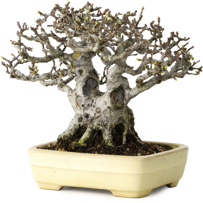 Pseudocydonia sinensis, 16 cm, ± 30 ans, avec un nebari de 7 cm, dans un pot japonais fait main par Yamafusa