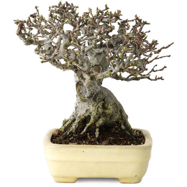 Pseudocydonia sinensis, 16 cm, ± 30 ans, avec un nebari de 7 cm, dans un pot japonais fait main par Yamafusa