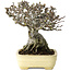 Pseudocydonia sinensis, 16 cm, ± 30 years old, with a nebari of 7 cm, in a handmade Japanese pot by Yamafusa