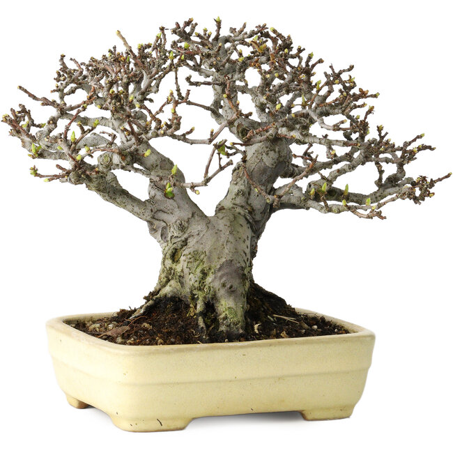 Pseudocydonia sinensis, 16 cm, ± 30 jaar oud, met een nebari van 7 cm, in een handgemaakte Japanse pot van Yamafusa