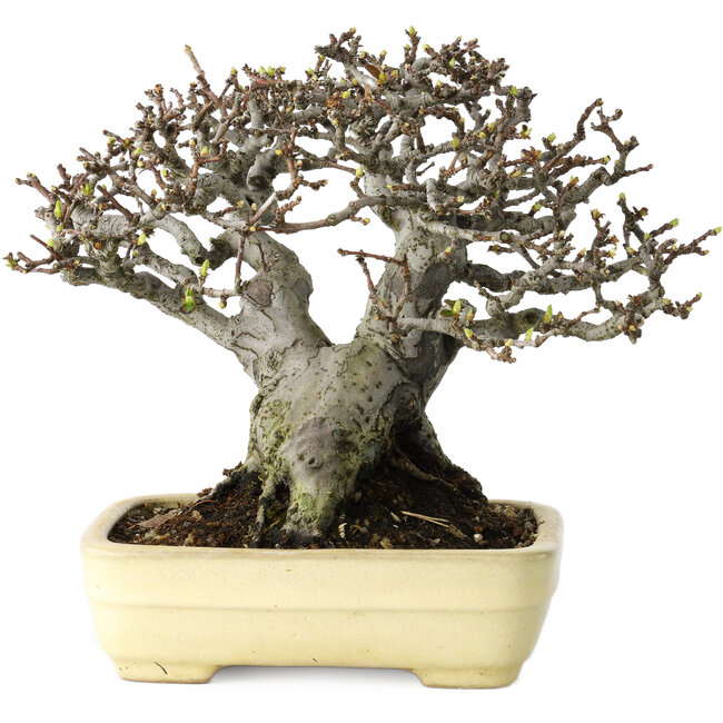 Pseudocydonia sinensis, 16 cm, ± 30 Jahre alt, mit einem Nebari von 7 cm, in einem handgefertigten japanischen Topf von Yamafusa