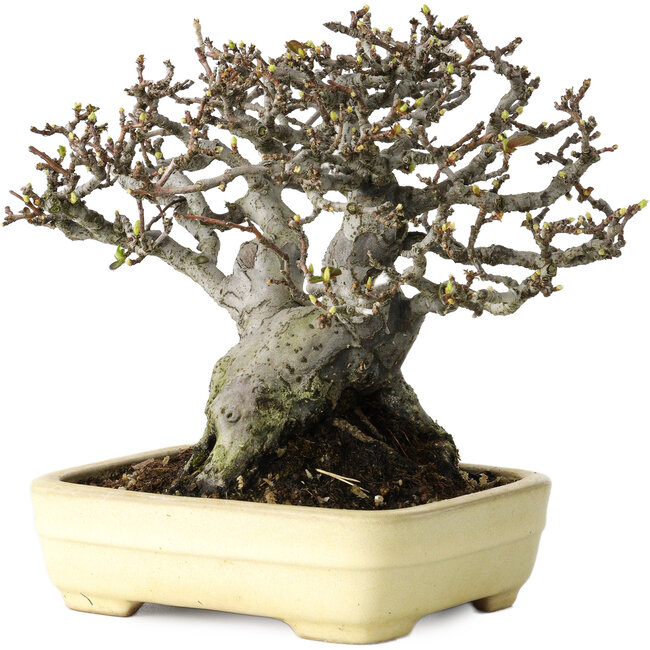 Pseudocydonia sinensis, 16 cm, ± 30 jaar oud, met een nebari van 7 cm, in een handgemaakte Japanse pot van Yamafusa