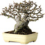 Pseudocydonia sinensis, 16 cm, ± 30 years old, with a nebari of 7 cm, in a handmade Japanese pot by Yamafusa