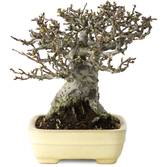 Pseudocydonia sinensis, 16 cm, ± 30 Jahre alt, mit einem Nebari von 7 cm, in einem handgefertigten japanischen Topf von Yamafusa