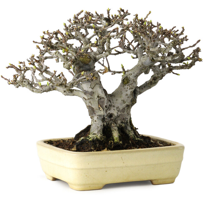 Pseudocydonia sinensis, 16 cm, ± 30 ans, avec un nebari de 7 cm, dans un pot japonais fait main par Yamafusa