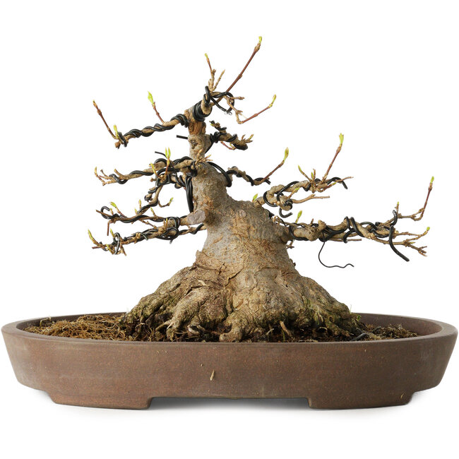 Acer buergerianum, 16 cm, ± 30 Jahre alt, mit einem Nebari von 15,5 cm, in einem handgefertigten japanischen Topf von Mazan
