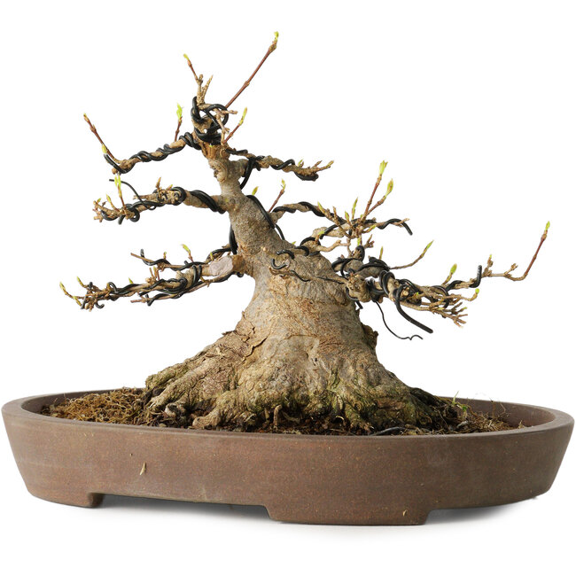 Acer buergerianum, 16 cm, ± 30 years old, with a nebari of 15,5 cm, in a handmade Japanese pot by Mazan