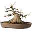 Acer buergerianum, 16 cm, ± 30 ans, avec un nebari de 15,5 cm, dans un pot japonais fait main par Mazan
