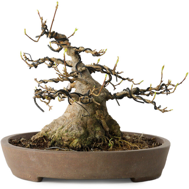 Acer buergerianum, 16 cm, ± 30 ans, avec un nebari de 15,5 cm, dans un pot japonais fait main par Mazan