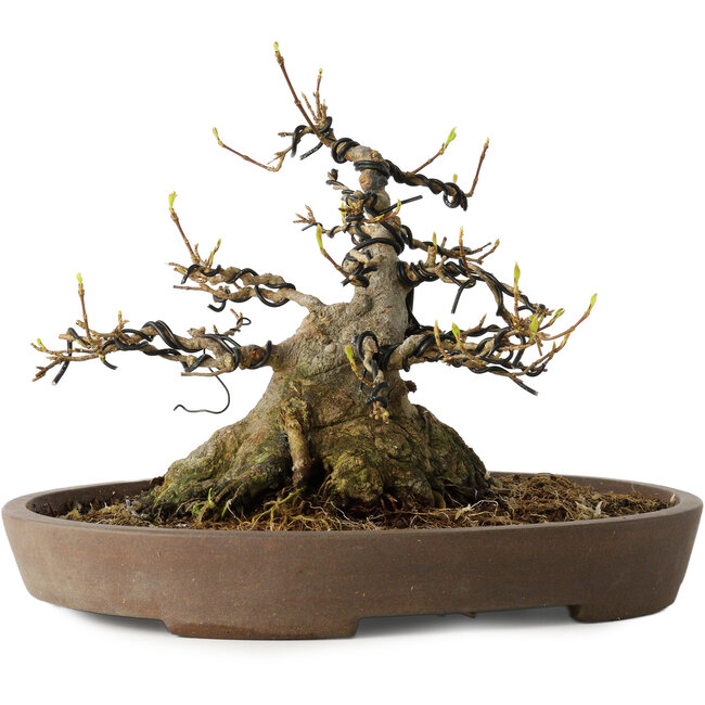 Acer buergerianum, 16 cm, ± 30 años, con un nebari de 15,5 cm, en una maceta japonesa hecha a mano por Mazan