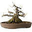 Acer buergerianum, 16 cm, ± 30 ans, avec un nebari de 15,5 cm, dans un pot japonais fait main par Mazan
