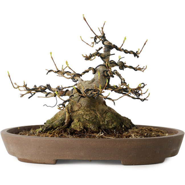 Acer buergerianum, 16 cm, ± 30 jaar oud, met een nebari van 15,5 cm, in een handgemaakte Japanse pot van Mazan