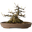 Acer buergerianum, 16 cm, ± 30 ans, avec un nebari de 15,5 cm, dans un pot japonais fait main par Mazan