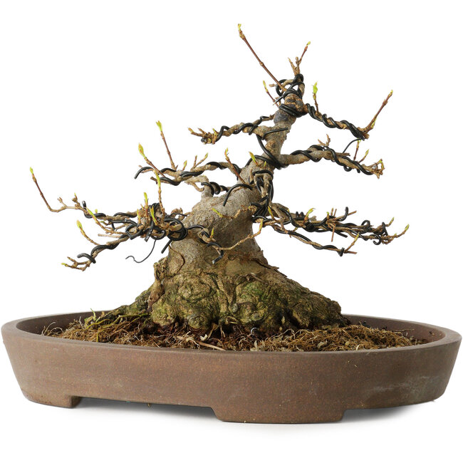 Acer buergerianum, 16 cm, ± 30 years old, with a nebari of 15,5 cm, in a handmade Japanese pot by Mazan