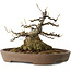 Acer buergerianum, 16 cm, ± 30 ans, avec un nebari de 15,5 cm, dans un pot japonais fait main par Mazan