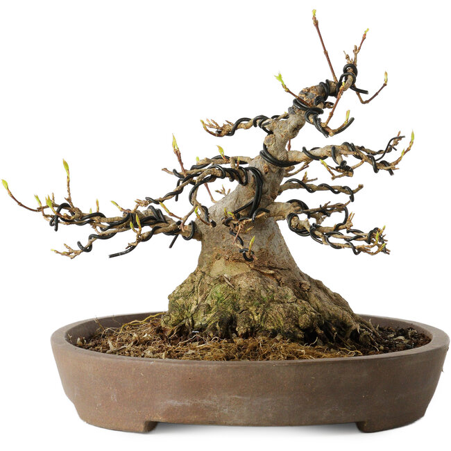 Acer buergerianum, 16 cm, ± 30 anni, con un nebari di 15,5 cm, in un vaso giapponese fatto a mano da Mazan