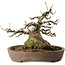 Acer buergerianum, 16 cm, ± 30 jaar oud, met een nebari van 15,5 cm, in een handgemaakte Japanse pot van Mazan