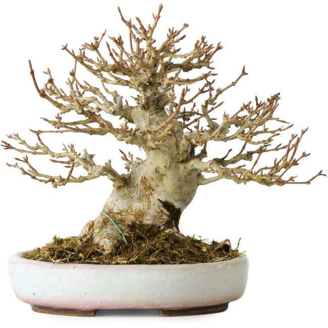 Acer buergerianum, 15 cm, ± 30 jaar oud, in een handgemaakte Japanse pot van Heian Kosen