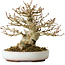 Acer buergerianum, 15 cm, ± 30 jaar oud, in een handgemaakte Japanse pot van Heian Kosen