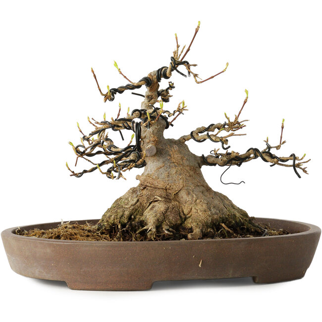 Acer buergerianum, 16 cm, ± 30 anni, con un nebari di 15,5 cm, in un vaso giapponese fatto a mano da Mazan
