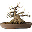 Acer buergerianum, 16 cm, ± 30 ans, avec un nebari de 15,5 cm, dans un pot japonais fait main par Mazan
