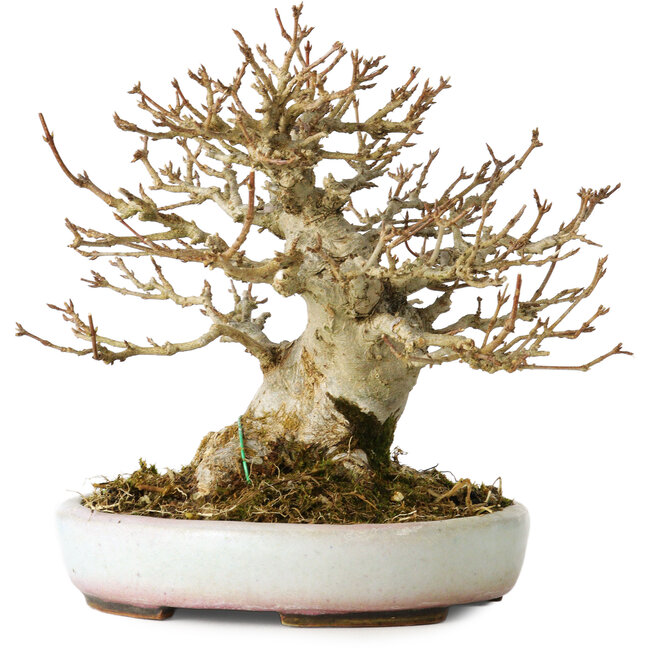 Acer buergerianum, 15 cm, ± 30 Jahre alt, in einem handgefertigten japanischen Topf von Heian Kosen