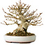 Acer buergerianum, 15 cm, ± 30 jaar oud, in een handgemaakte Japanse pot van Heian Kosen