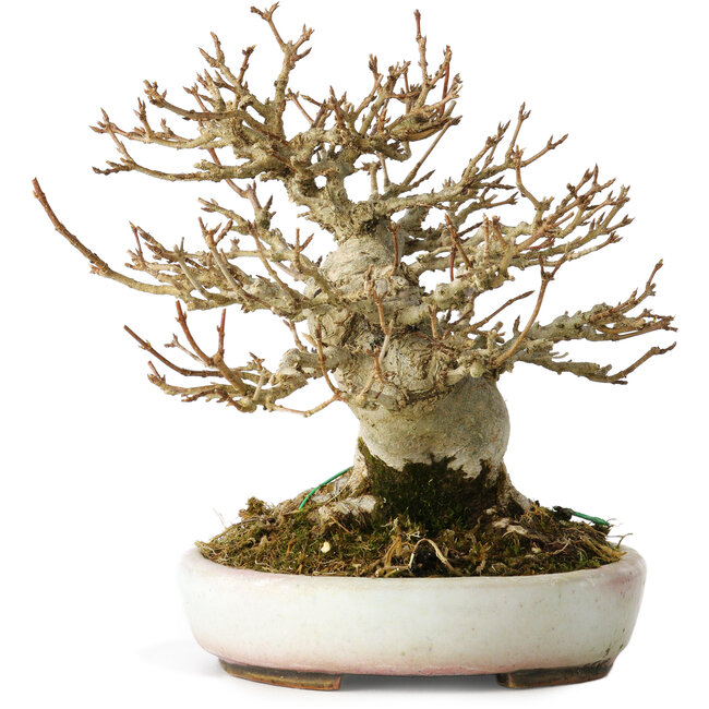 Acer buergerianum, 15 cm, ± 30 jaar oud, in een handgemaakte Japanse pot van Heian Kosen