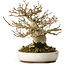 Acer buergerianum, 15 cm, ± 30 jaar oud, in een handgemaakte Japanse pot van Heian Kosen