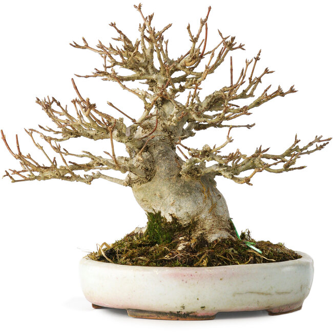 Acer buergerianum, 15 cm, ± 30 ans, dans un pot japonais fait main par Heian Kosen